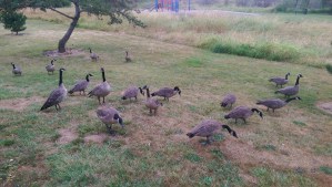 A flock of geese walking by; how do they communication so well?