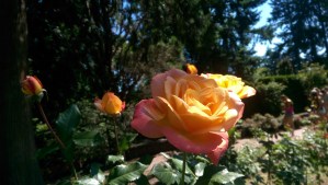 Roses love sunshine.