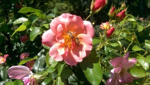 Bees enjoy roses also.