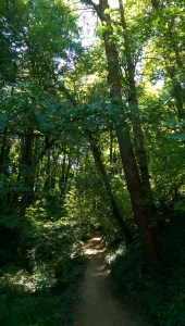 I set off through the trees.