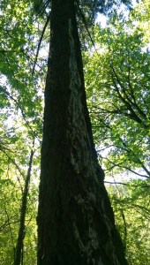 That looks painful...