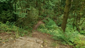 A handy side trail down into the dense wetland acreage conveniently at hand.