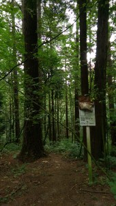 An exercise station deeper into the forest, seemingly without a path to reach it.