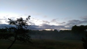 Low mist on the meadow before sunrise.