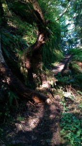 The obstacle that stopped me reaching the Humbug Mountain view point.