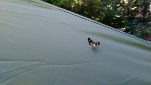 There are small things of great beauty surrounding us; we only need to look for them.