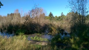 I once walked the paved trail that is no longer here to walk...