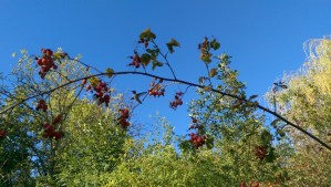 That time I photographed a hummingbird... A lovely memory. :-)