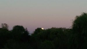 The day ended slowly, a pearl moon rising in a cotton-candy sky.