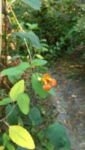 ...I could go for my morning walk early...