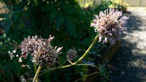 The summer garden is filled with things going to seed.