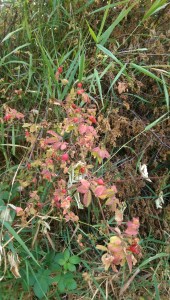 Signs of autumn approaching, on my walk yesterday.