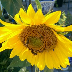 A sunny summer day.