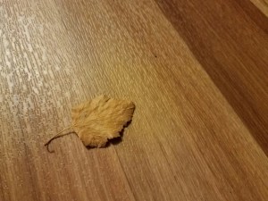 New day. New camera. New settings. Begin again. 