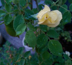 "Baby Love" on a rainy morning.