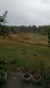 They enjoy rainy days, too.