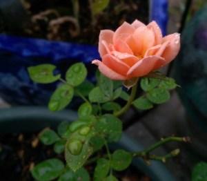 Another perspective on rain drops and roses...