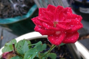 raindrops on roses