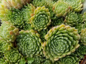 Life has a certain amount of natural order. I sip my coffee and enjoy that.