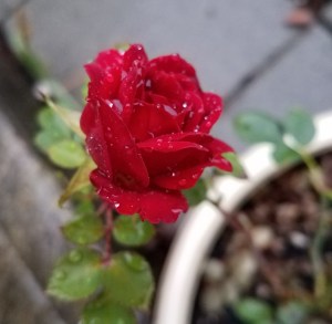 Raindrops on roses; I make time for thoughts of love.