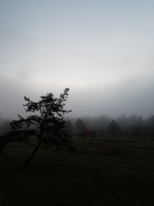 The treeline obscured by fog; I assume the world exists beyond although I can't see it.