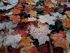 Autumn is a good season for choosing joy. 