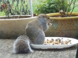 I invited a squirrel to visit. She hung around all day, and shared her wisdom.
