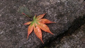 autumn leaf