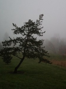 Another misty morning