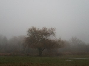 The view beyond the meadow