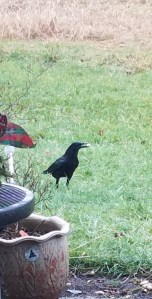 It's taken most of a year to get the crows to come close.