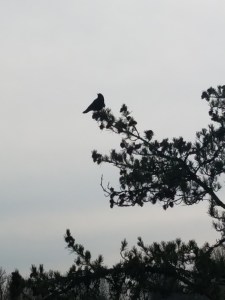 He has his own agenda.