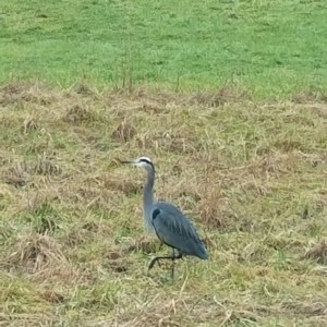 A rare visitor returns this morning.