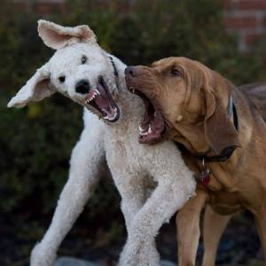 About that barking...? (photo by Emma Harris, used with permission)