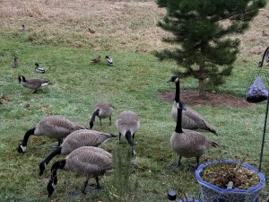 An entire flock of Canada geese stopped by.
