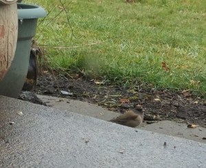 It was an icy morning. My visitors seemed pleased to hang out a while.