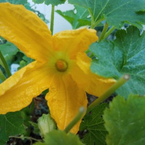 IMG_20180624_120138_420